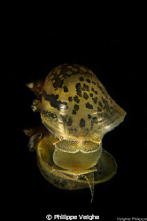 Eared pond snail by Philippe Velghe 